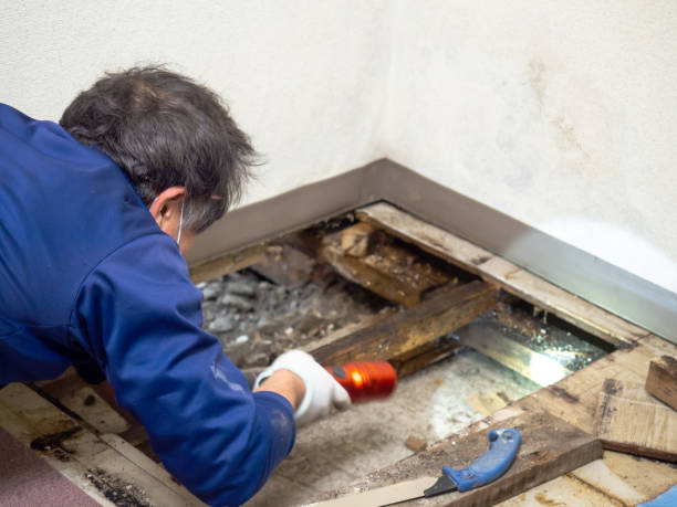 Best Black Mold Removal  in Lochbuie, CO