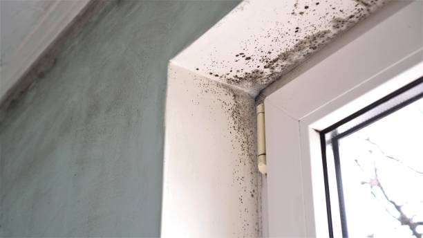 Best Mold Cleaning Services  in Lochbuie, CO