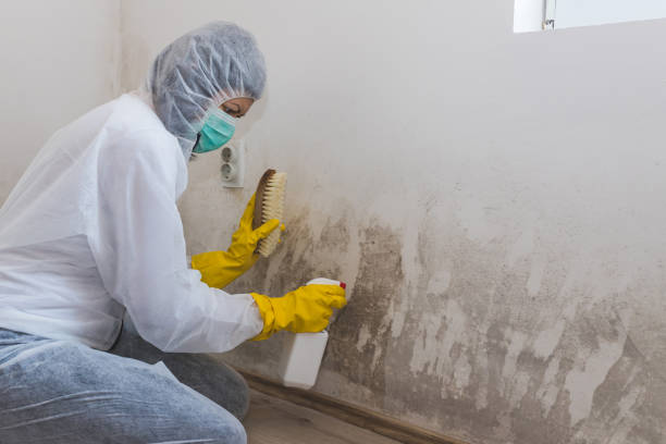 Mold Removal and Inspection in Lochbuie, CO