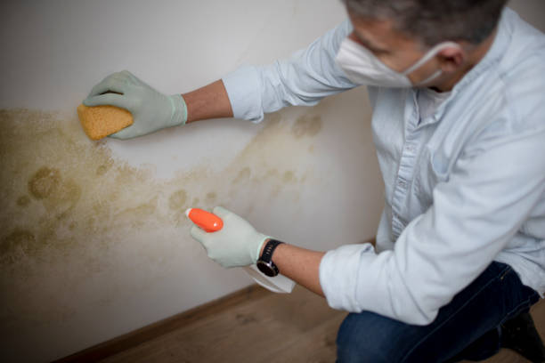 Best Attic Mold Removal  in Lochbuie, CO