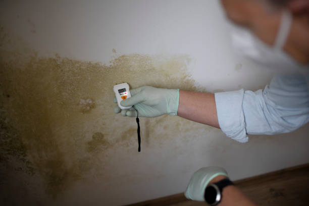 Office Mold Removal Services in Lochbuie, CO