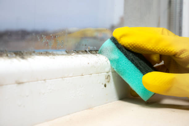 Best Local Mold Removal Service  in Lochbuie, CO