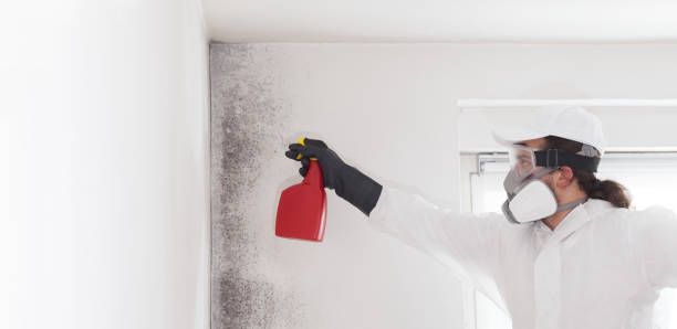 Best Same-Day Mold Removal  in Lochbuie, CO