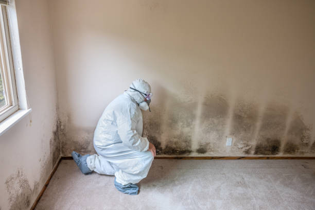 Best Mold Removal and Inspection  in Lochbuie, CO