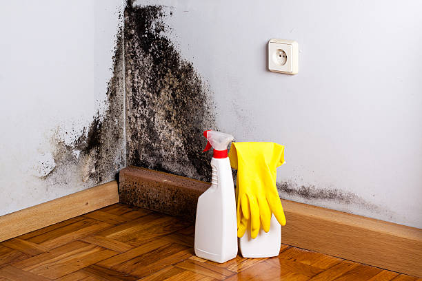 Best Mold Testing  in Lochbuie, CO