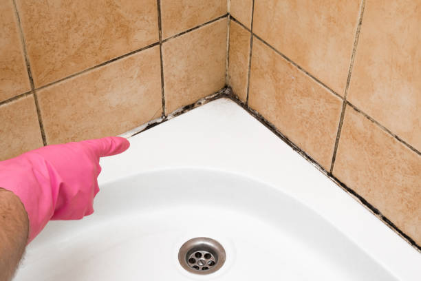 Best Attic Mold Removal  in Lochbuie, CO