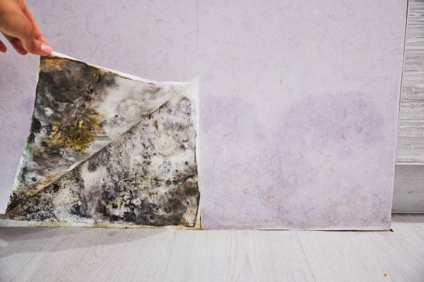Best Affordable Mold Removal  in Lochbuie, CO